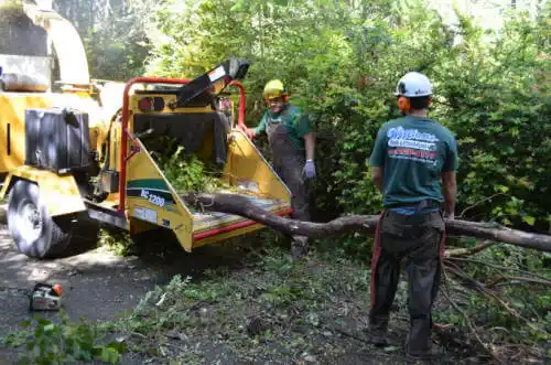 tree services San Francisco